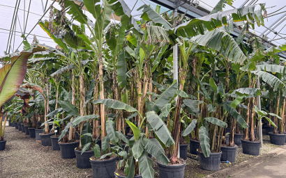 musa sikkimensis tigre rouge